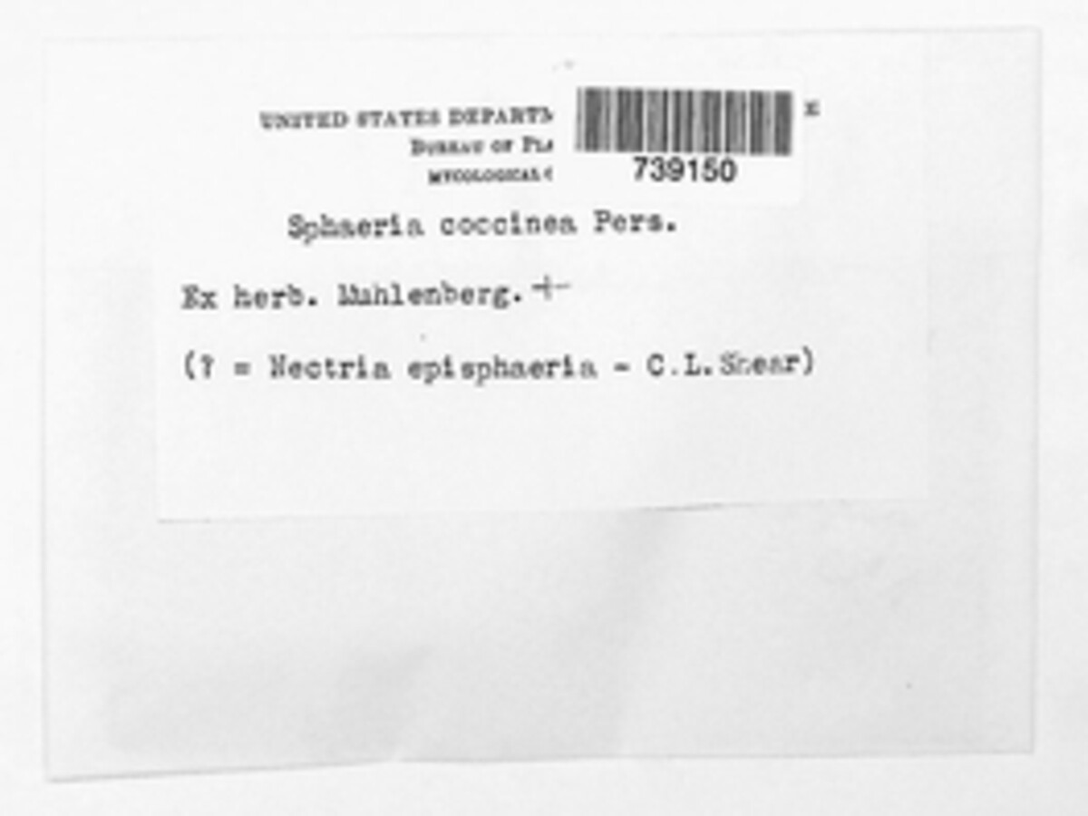 Neonectria coccinea image